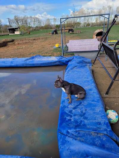 Französische Bulldoggen-Beitrag-Bild