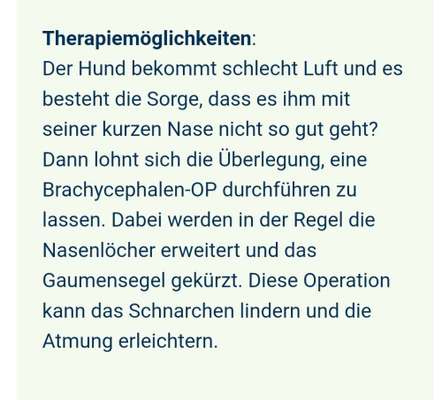 Brachycephale Hunderassen-Beitrag-Bild