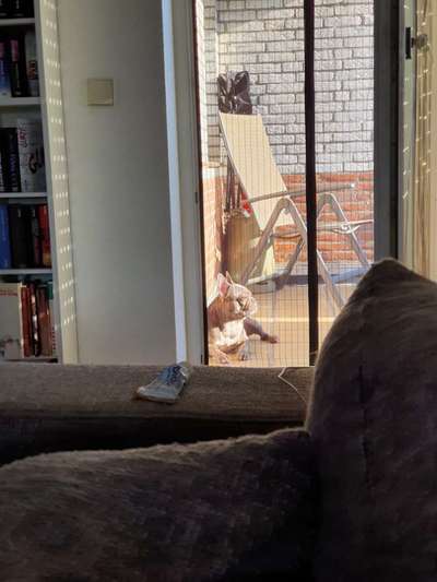 Französische Bulldoggen-Beitrag-Bild