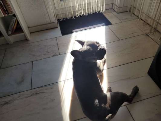 Französische Bulldoggen-Beitrag-Bild