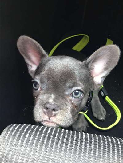 Französische Bulldoggen-Beitrag-Bild