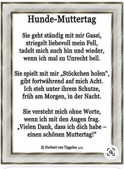 Französische Bulldoggen-Beitrag-Bild