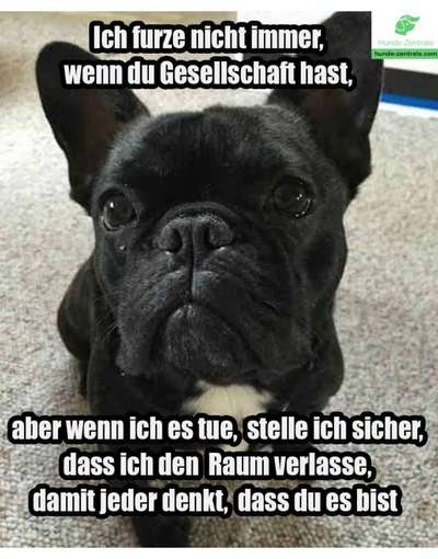 Französische Bulldoggen-Beitrag-Bild