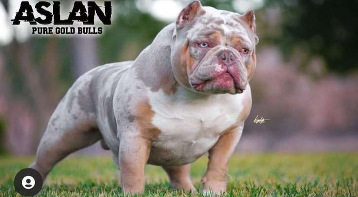 Brachycephale Hunderassen-Beitrag-Bild