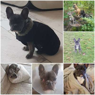 Französische Bulldoggen-Beitrag-Bild