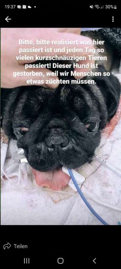 Französische Bulldoggen-Beitrag-Bild