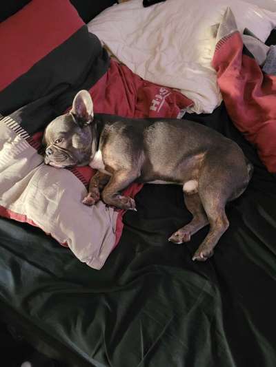 Französische Bulldoggen-Beitrag-Bild