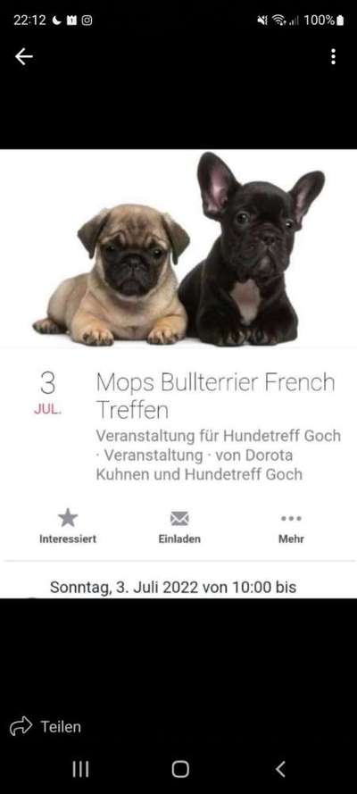 Brachycephale Hunderassen-Beitrag-Bild