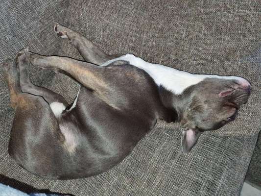 Französische Bulldoggen-Beitrag-Bild