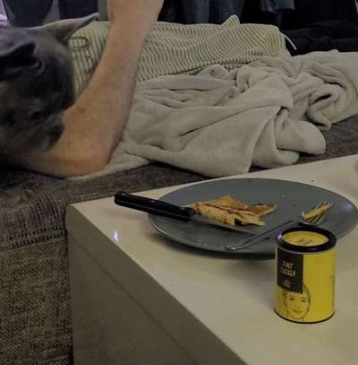 Französische Bulldoggen-Beitrag-Bild