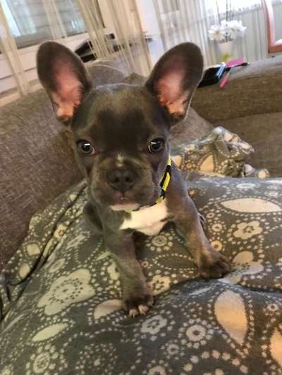 Französische Bulldoggen-Beitrag-Bild