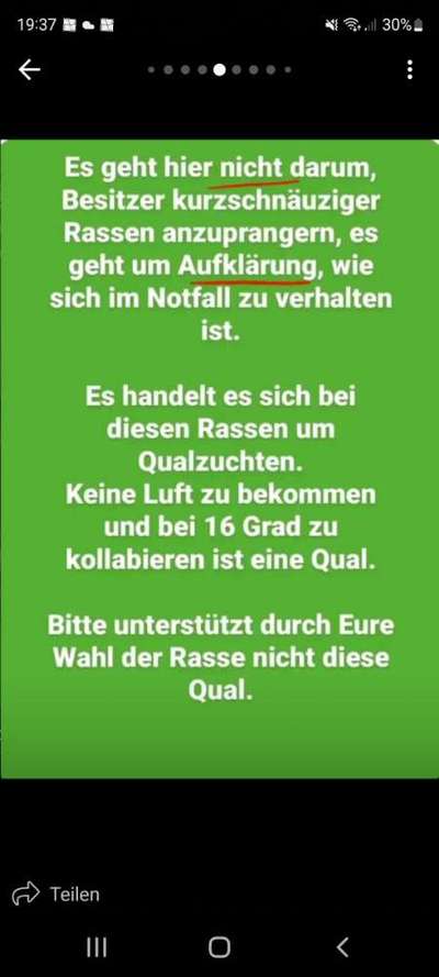 Französische Bulldoggen-Beitrag-Bild