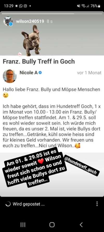 Französische Bulldoggen-Beitrag-Bild