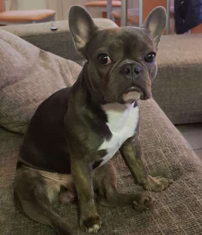 Wie heißt dein Hund?-Beitrag-Bild