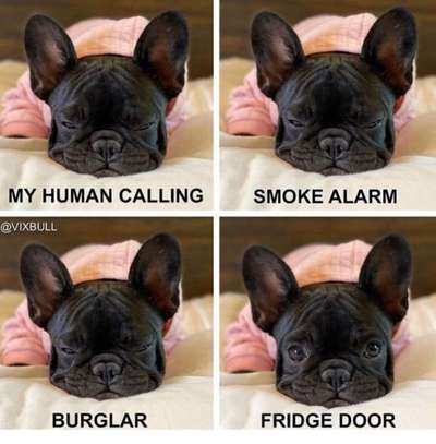 Französische Bulldoggen-Beitrag-Bild