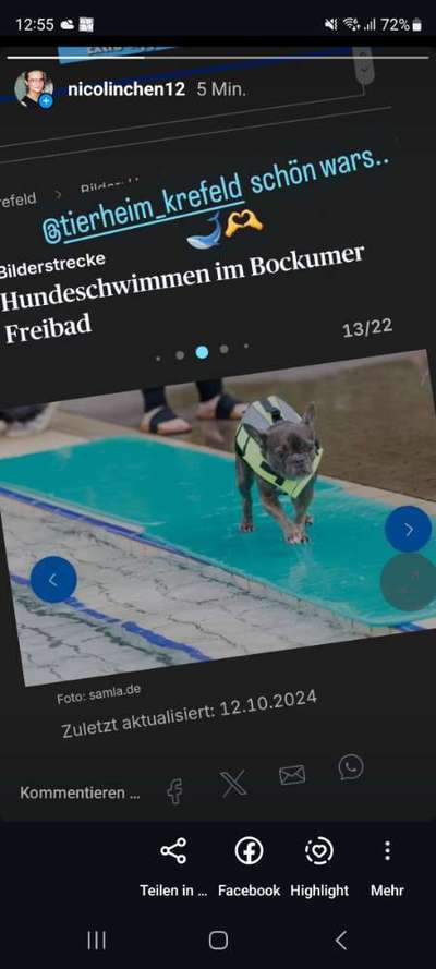 Französische Bulldoggen-Beitrag-Bild