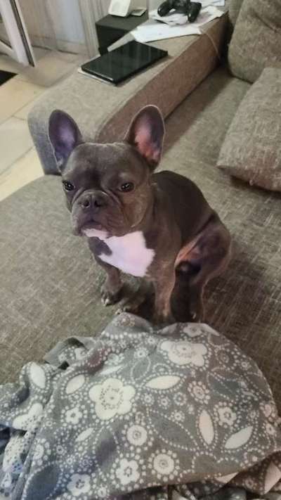 Französische Bulldoggen-Beitrag-Bild