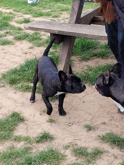 Brachycephale Hunderassen-Beitrag-Bild