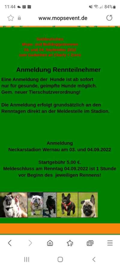 Brachycephale Hunderassen-Beitrag-Bild