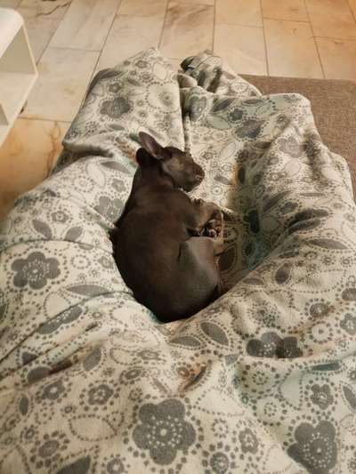 Französische Bulldoggen-Beitrag-Bild