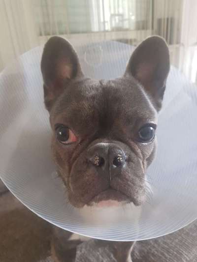 Französische Bulldoggen-Beitrag-Bild