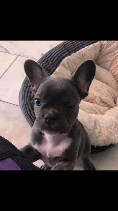 Französische Bulldoggen-Beitrag-Bild