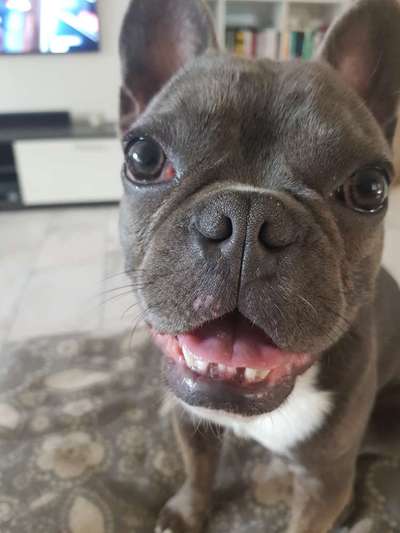 Französische Bulldogge   Rassebeschreibung, Probleme, Kosten, Erfahrungen-Beitrag-Bild