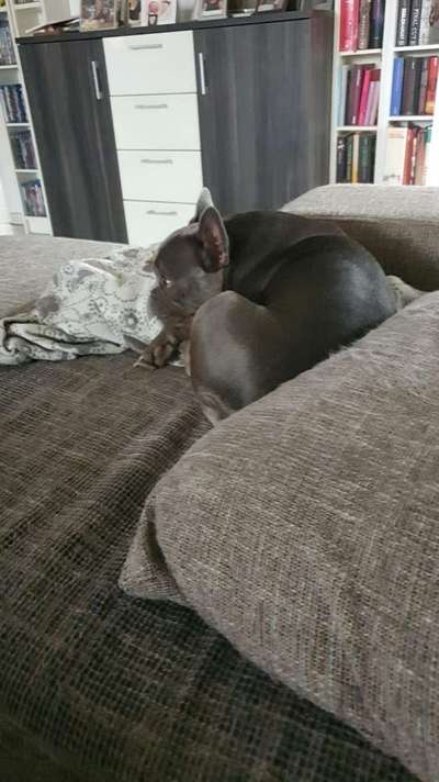 Französische Bulldoggen-Beitrag-Bild