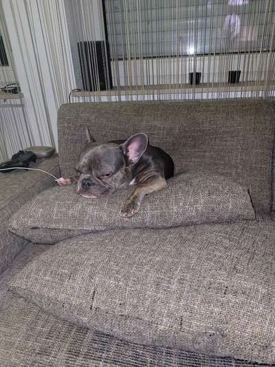 Französische Bulldoggen-Beitrag-Bild