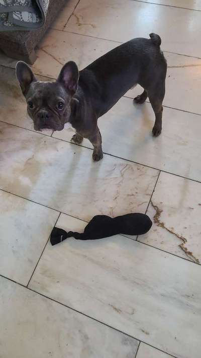 Französische Bulldoggen-Beitrag-Bild