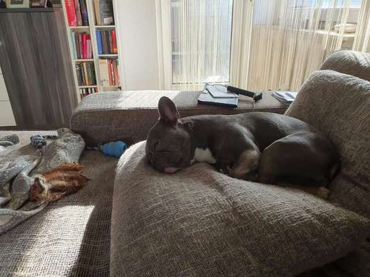 Brachycephale Hunderassen-Beitrag-Bild