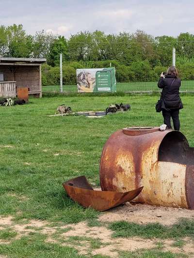 Französische Bulldoggen-Beitrag-Bild
