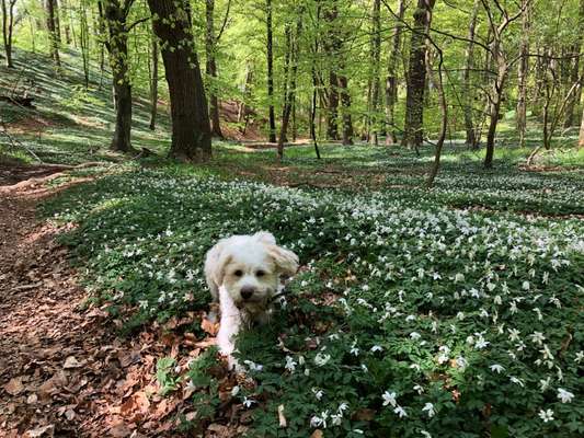 Hundetreffen-Hundebegegnungen und Abruf aus dem Spiel üben-Bild