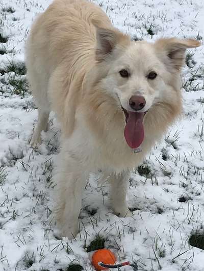 Schnee Foto-Beitrag-Bild