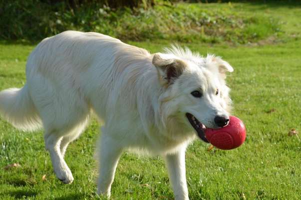 Dogorama Photo Challenge - Apportieren-Beitrag-Bild