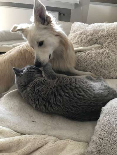 Katz und Hund-Beitrag-Bild