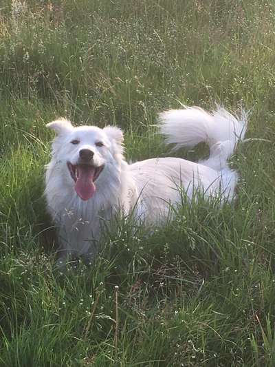 5. Hund im hohen Gras-Beitrag-Bild