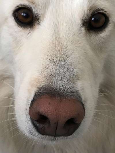 Zeigt her eure Hundenasen-Beitrag-Bild