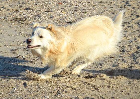 Hunde in Action-Beitrag-Bild
