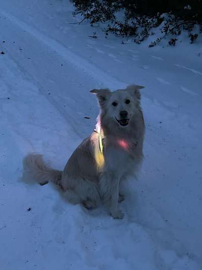 Dogorama Photo Challenge - Es wird nochmal kalt!-Beitrag-Bild