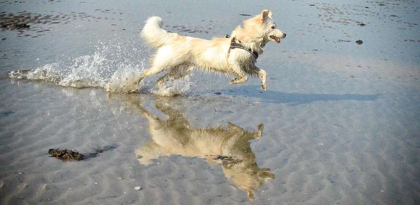 Fotochallenge Nr 73 ~ Schokoseite - Zeig deinen Hund von seiner besten Seite-Beitrag-Bild