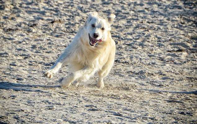 Fotochallenge 66 ~ Rennaction -Zeig deinen Hund im Lauf-Beitrag-Bild