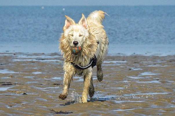 FOTOCHALLENGE 72 - Glücklicher Hund im Schmuddel-Look-Beitrag-Bild