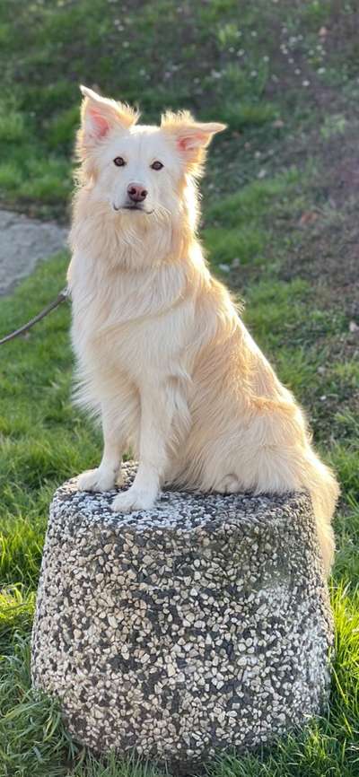 Dogorama Photo Challenge - Steine/Felsen-Beitrag-Bild