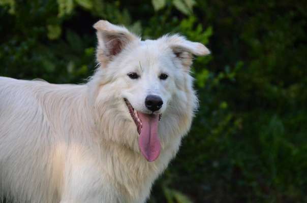 Fotochallenge Nr.89 - Charakter und Wesen-Beitrag-Bild