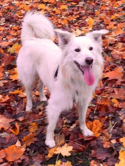 Fotochallenge Nr 96.: Bunt, Bunter, Hund 💐🌹🍁-Beitrag-Bild