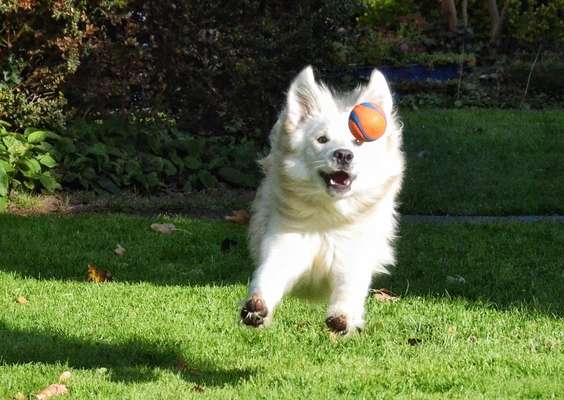 FOTO CHALLENGE 77 - Dein Hund im Spiel-Beitrag-Bild