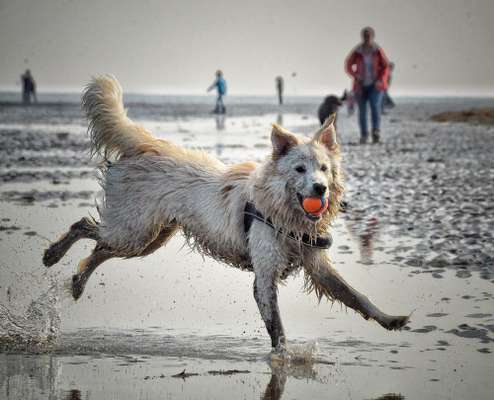 Dogorama Photo Challenge - Tierischer Urlaub-Beitrag-Bild