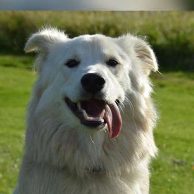 Tongue Out Tuesday-Beitrag-Bild