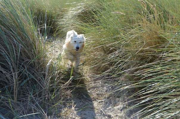 Dogorama Photo Challenge - Tarnung ist alles-Beitrag-Bild